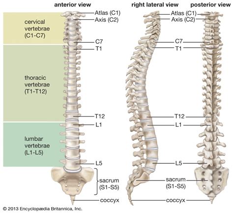 vertebrae         types