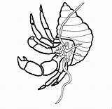 Shrimp Mantis Drawing Getdrawings sketch template