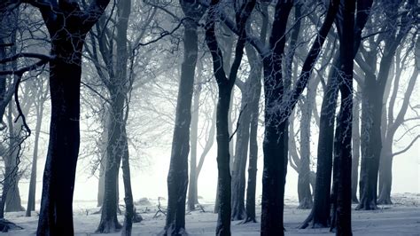 dark forest  winter wallpaper photography wallpapers