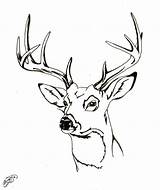 Deer Coloring Head Buck Drawing Pages Tail Whitetail Face Tailed Adult Baby Deers Drawings Mother Clipart Doe Reindeer Sketch Family sketch template