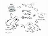 Tadpole Coloring Pages Cycle Life Tadpoles Frog Color Printable Frogs Getcolorings Getdrawings Bullfrog Print Template Sheet sketch template