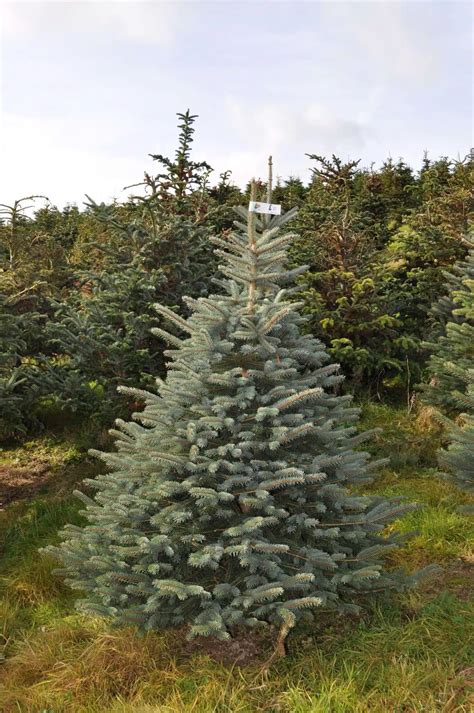 freshly cut blue spruce send   christmas tree