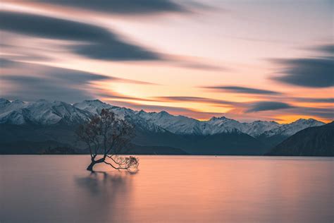 That One Famous Tree In A Lake Wanaka New Zealand [5473x3654] [oc