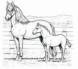Coloring Pages Horse Quarter Getcolorings Head Getdrawings sketch template
