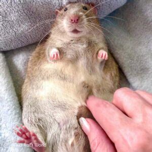 rat fat lafeber  small mammals