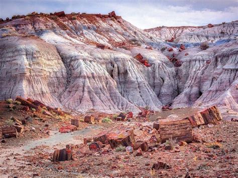 pin  petrified forest