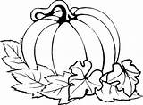 Pumpkin Plant Drawing Blank Leaves Coloring Paintingvalley Pages sketch template