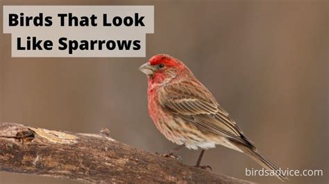 birds    sparrows  awesome  birds advice