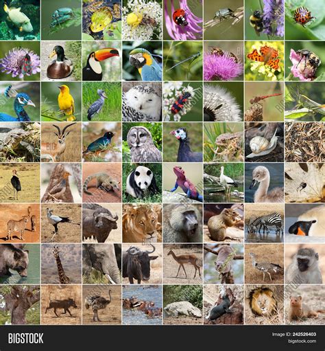 wildlife collage image photo  trial bigstock