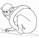 Monkey Squirrel Coloring Pages Drawing Dot sketch template