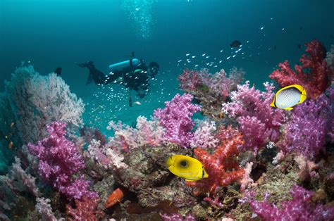 spots  scuba diving  thailand