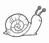 Snail Coloring Sea Drawing Book Realistic Vector Pages Colour Color Printable sketch template