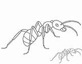 Ant Coloring Ants Printable Pages Drawing Clipart Line Template Animal Simple Colouring Children Picnic Kids Drawings Insect Designlooter Templates Popular sketch template