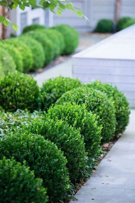 image result  small boxwood hedge  central florida landscapingservices boxwood