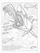 Sharks Expanded sketch template