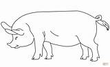 Porcos Colorear Cerdo Pig Schwein Ausmalbild sketch template