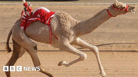 identity 2016 camel racing a market worth millions bbc news