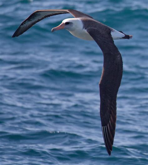 albatrosses san diego bird spot