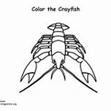 Coloring Crayfish Animals Category Invertebrate Nature sketch template