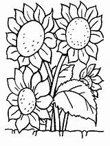 Sonnenblume Zum Print Ausmalen Variations sketch template