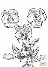Pansies Coloring Pages Drawing Pansy Three Printable Choose Board Getdrawings Flowers Flower sketch template