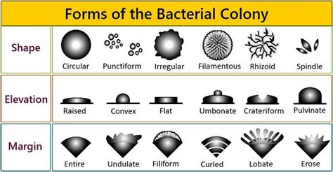 colony morphology  bacteria colony characteristics biology reader