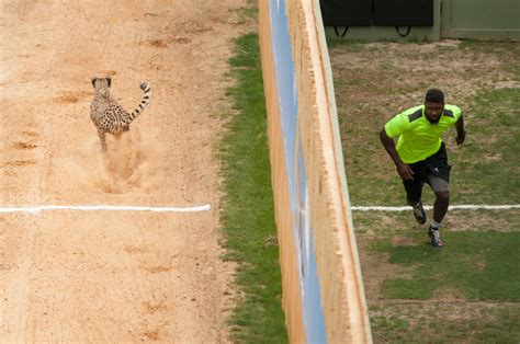 Chris Johnson Devin Hester Race A Cheetah The Washington Post