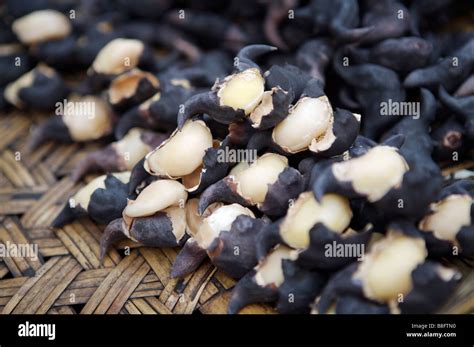 water caltrop  res stock photography  images alamy