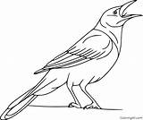 Crow Coloringall sketch template