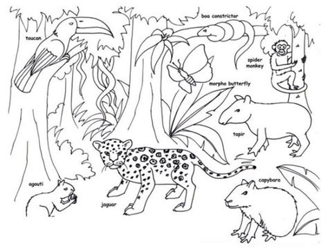 images   printable rainforest animals coloring pages