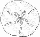Sand Dollar Coloring Color Printable Getcolorings Seashell Pages Print Getdrawings sketch template