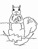 Acorn Squirrel Pages Coloringsky sketch template