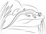 Salamander Coloring Pages Cheeked Northern Gray Color Drawing Printable Getcolorings Axolotl Animal Template sketch template