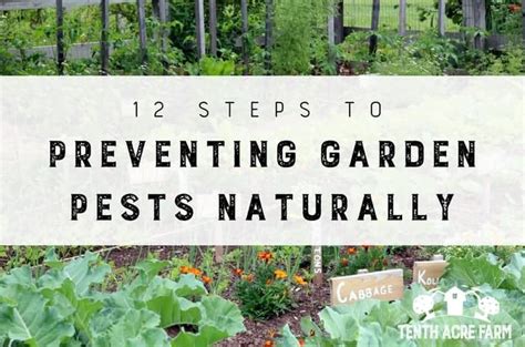 12 Steps To Preventing Garden Pests Naturally Usa News