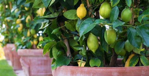 growing citrus  pots  containers beginners guide pyracanthacouk
