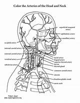 Neck Coloring Anatomy Arteries Head Pages Pdf Physiology Color Sheets Human Artery Book Printable Books Atlas Colouring Brain Carotid Body sketch template