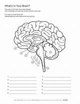 Brain Coloring Biologist Yumpu sketch template