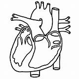 Coloring Pages Human Heart Getcolorings sketch template