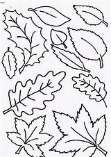 Coloring Leaf Autumn Leaves Fall Pages Type Printable Color Pumpkin Falling Netart Getcolorings Print sketch template