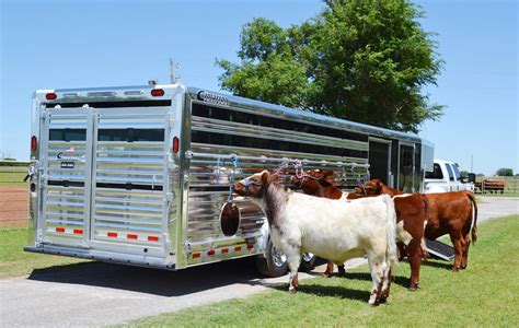 cattle trailers   livestock trailers transwest