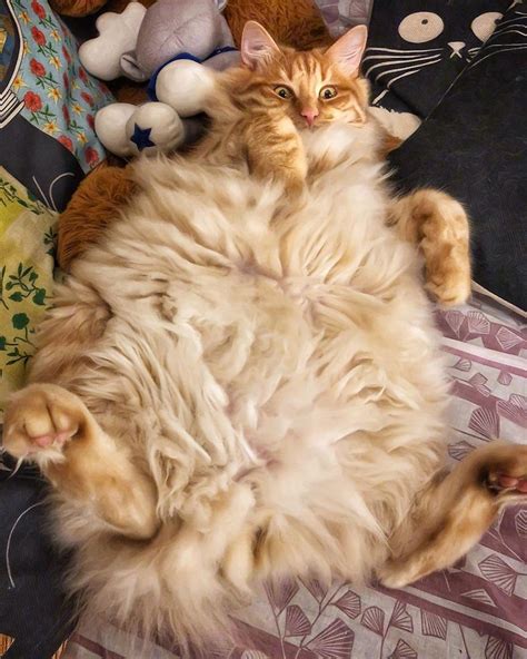 big fluffy boss rcats