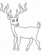 Deer Tailed Buck Reh Hirsch Owl1 Coloringhome Coloringpagebook sketch template
