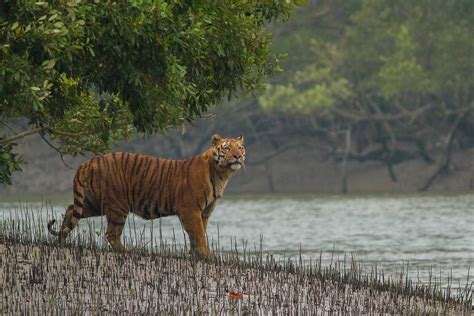 sundarban national park tourism 2018 tiger reserve
