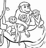 Monkey Coloring Pages Color Vervet Animals Printable Print Animal Monkeys Sheet Baby Kids Back sketch template