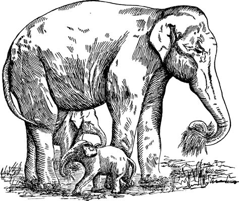 elephant gif  coloring pages giraffe coloring pages