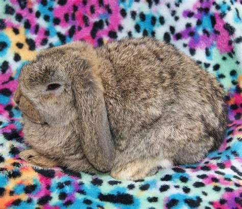 holland lop rabbits for sale mooresville nc 273824