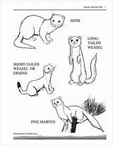 Weasel Printable Coloringbay Ermine Weasels Marten Mustela Mammals Homeschooling sketch template