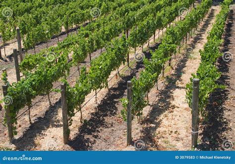 wine country stock image image  sonoma plants outdoors
