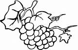 Coloring Raisin Uvas Vigne Uva Grapes Colorare Disegni Dessins Cacho Frutas Trauben Grape Kostenlos Bambini Frutta Sponsored sketch template