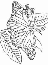 Kleurplaat Vlinder Vlinders Kleurplaten Colorear Papillon Schmetterling Papillons Mariposas Mariposa Colorat Acuarelas Coloriages Schmetterlinge Farfalle Animale Butterflies Malvorlage Fluturasi P50 sketch template